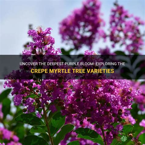 Magic of the crepe myrtle under the moonlight